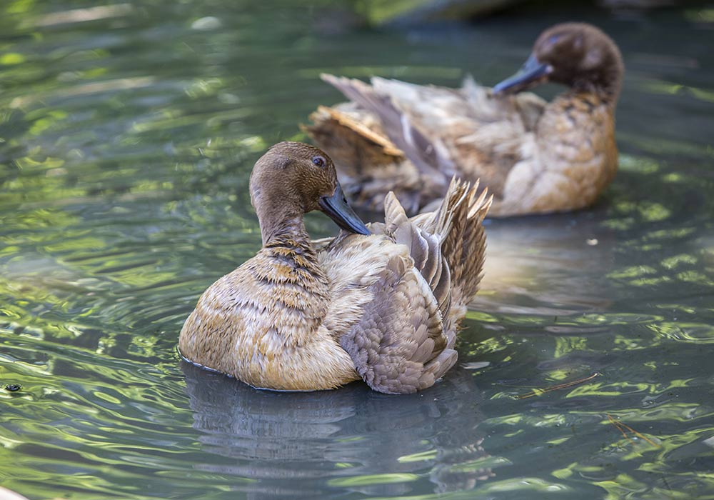 ducks award holiday park