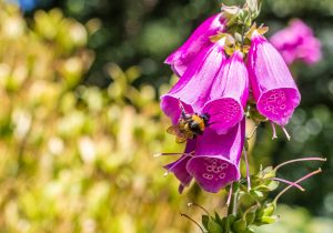 bee flower