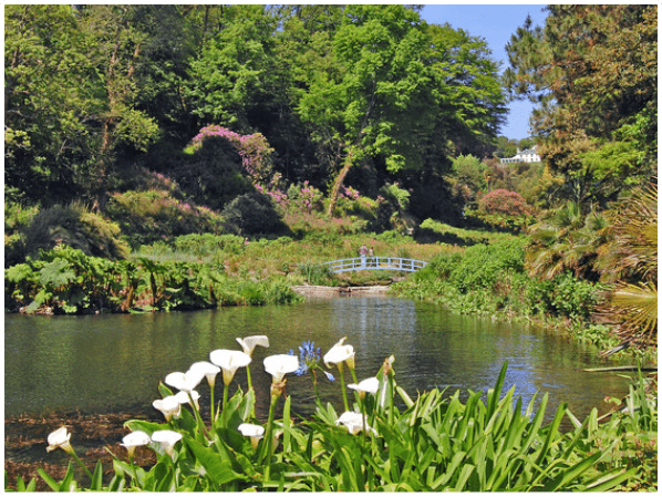 trebah gardens